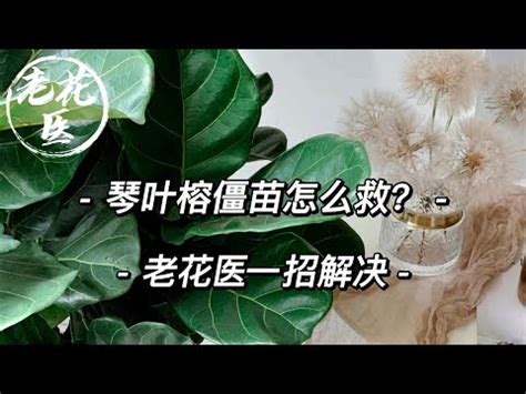 琴葉榕招陰|【琴葉榕怎麼養？給新手的基礎照護指南】